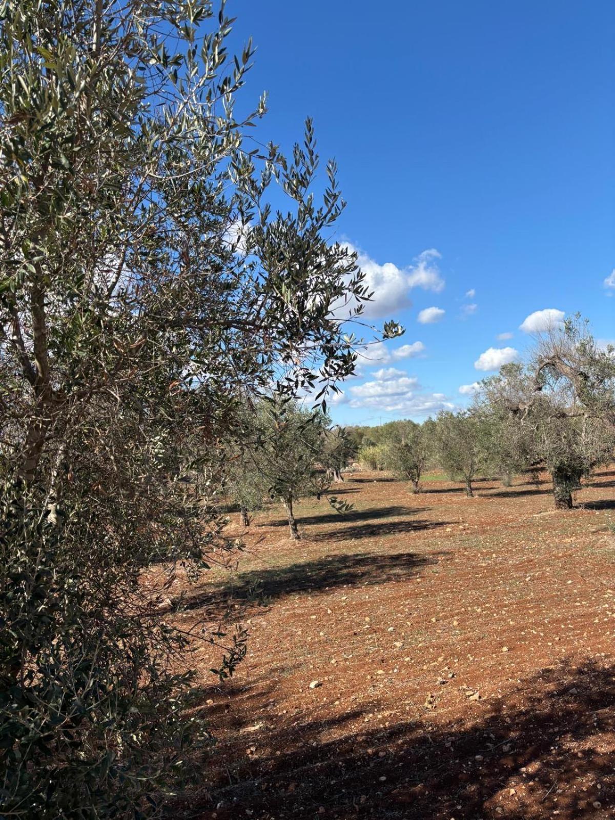 Trullo Gritti All'Antico Uliveto San Michele Salentino Ngoại thất bức ảnh