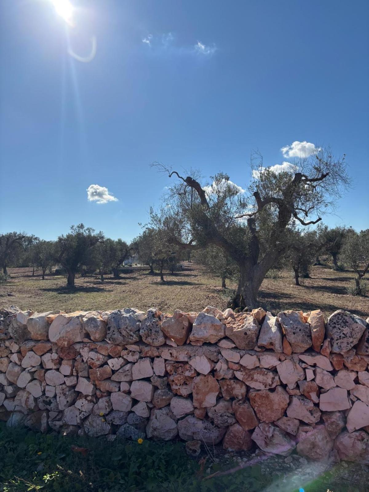 Trullo Gritti All'Antico Uliveto San Michele Salentino Ngoại thất bức ảnh